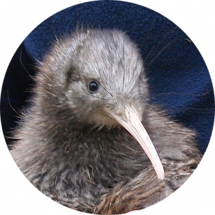 Kiwi Circle 500sq