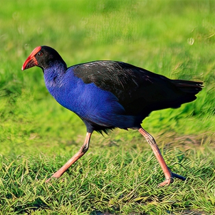 Pukeko striding 500sq